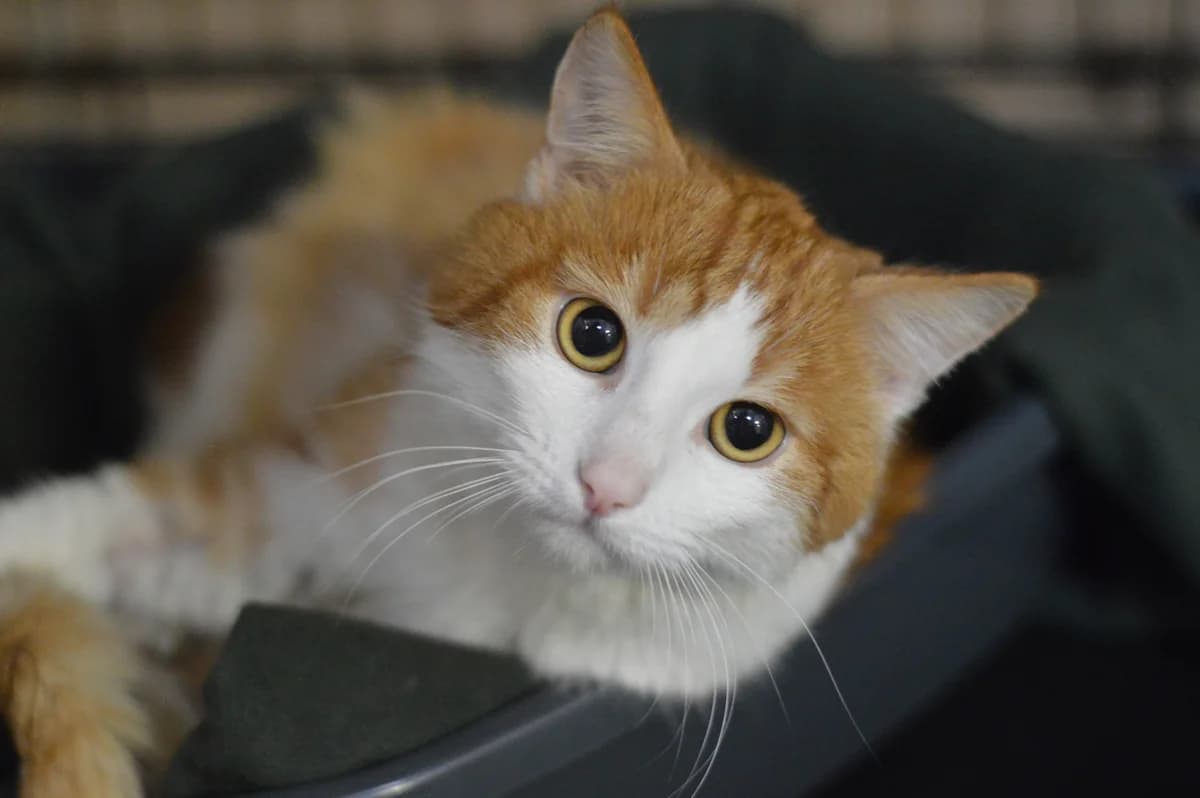 Arnold, male 4yo mixed breed for adoption at Schronisko Na Paluchu, Warsaw