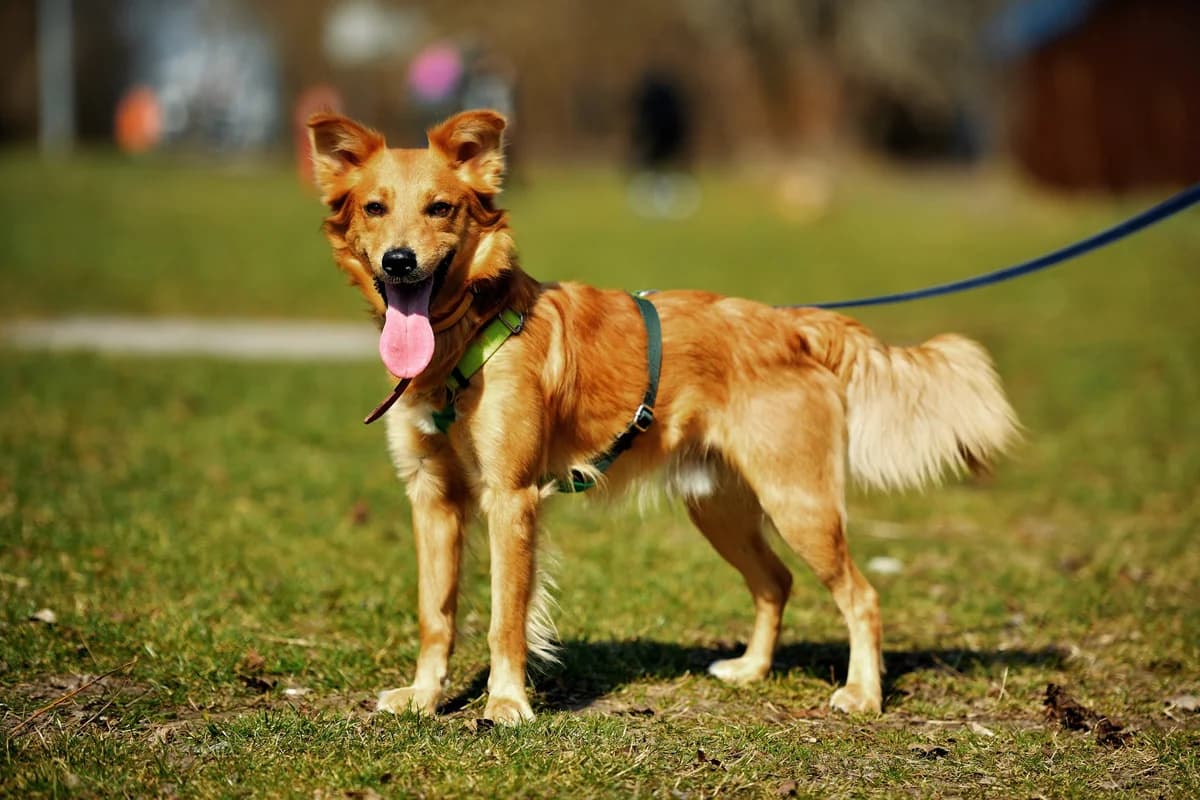 Salto, male young mixed breed for adoption at Schronisko Na Paluchu, Warsaw