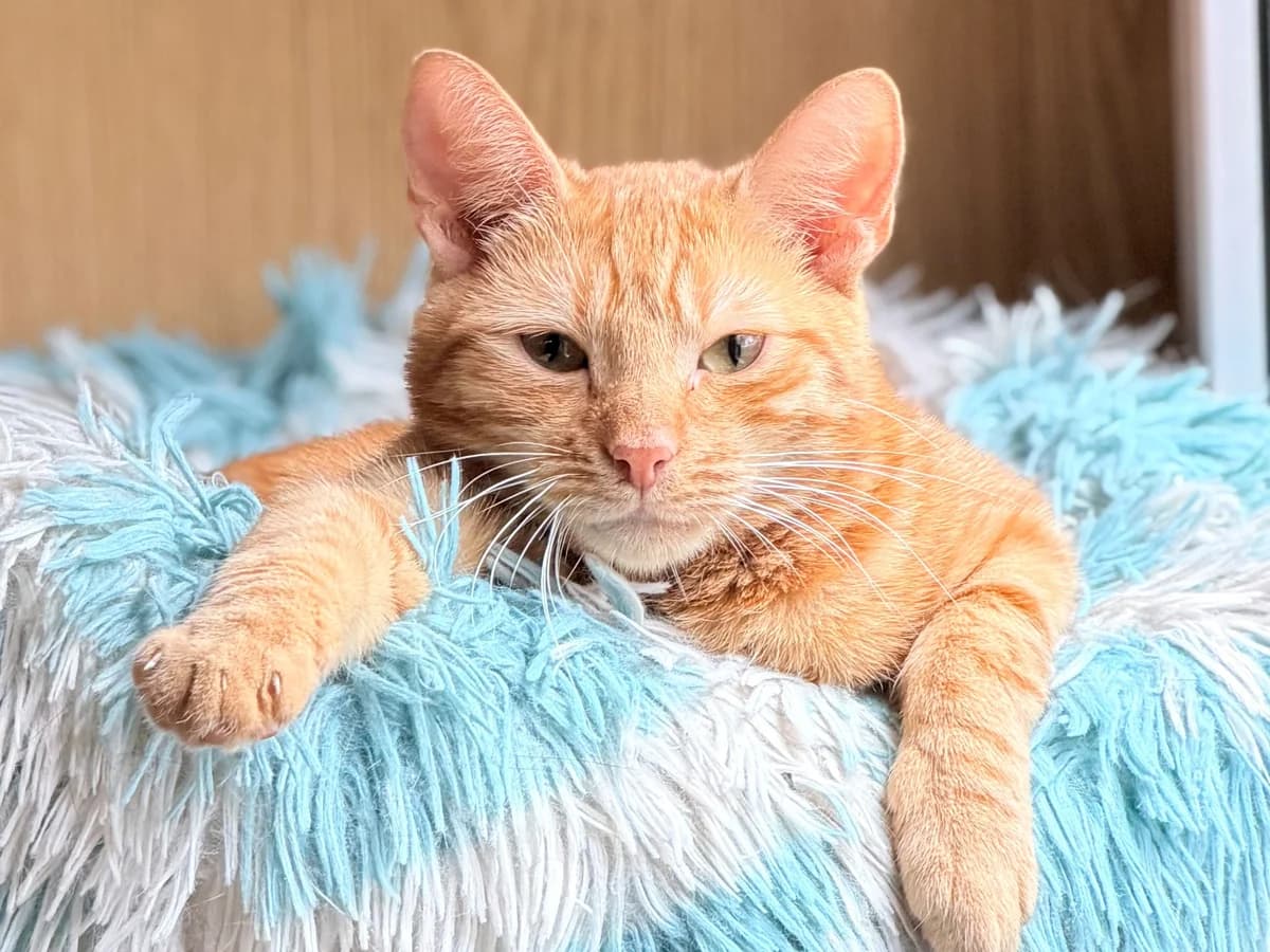 Nugat, male young mixed breed for adoption at Schronisko Na Paluchu, Warsaw