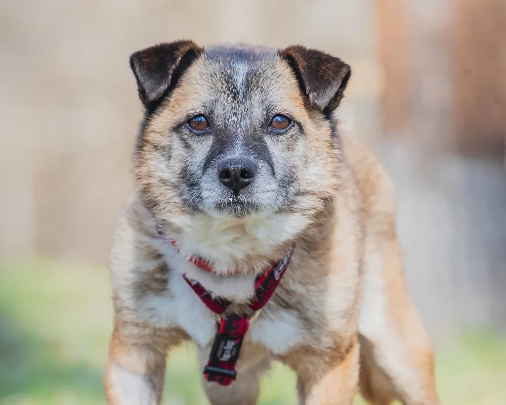 Dudek, male senior mixed breed for adoption at Schronisko Na Paluchu, Warsaw