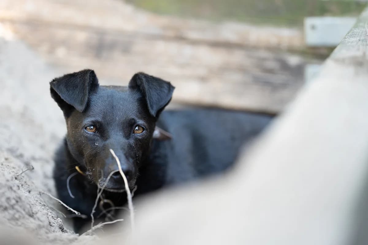 Kendo, male 7yo mixed breed for adoption at Schronisko Na Paluchu, Warsaw