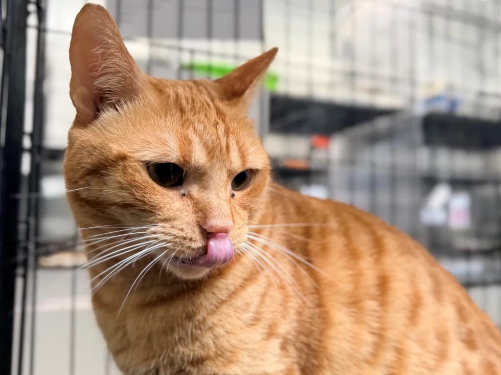 Garfield, male 3yo mixed breed for adoption at Schronisko Na Paluchu, Warsaw