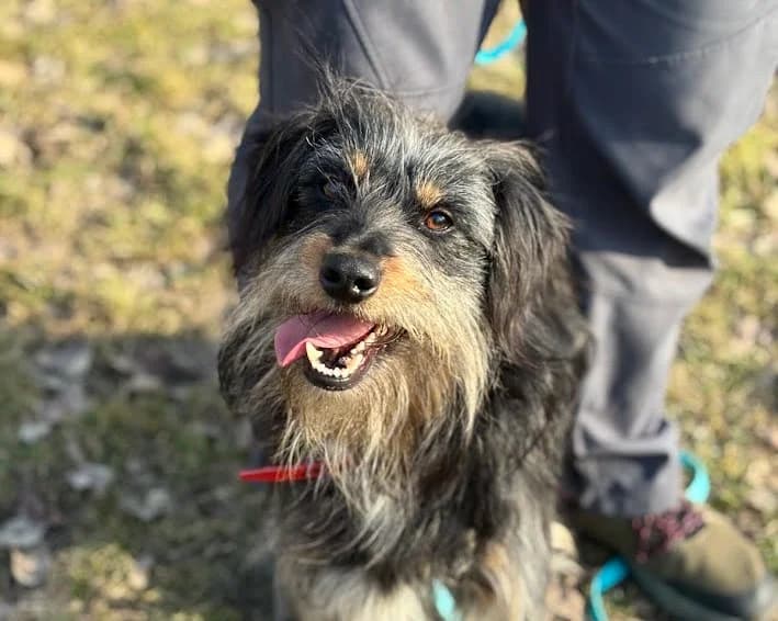 Igi, male young mixed breed for adoption at Schronisko Na Paluchu, Warsaw