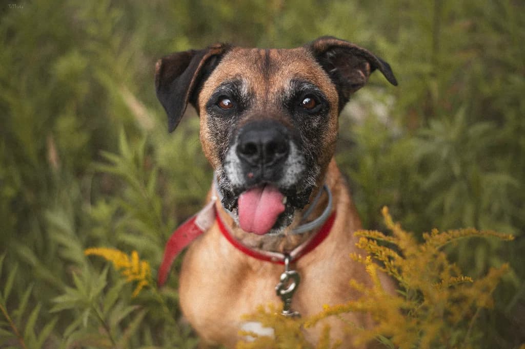 Wedel, male 7yo mixed breed for adoption at Schronisko Na Paluchu, Warsaw