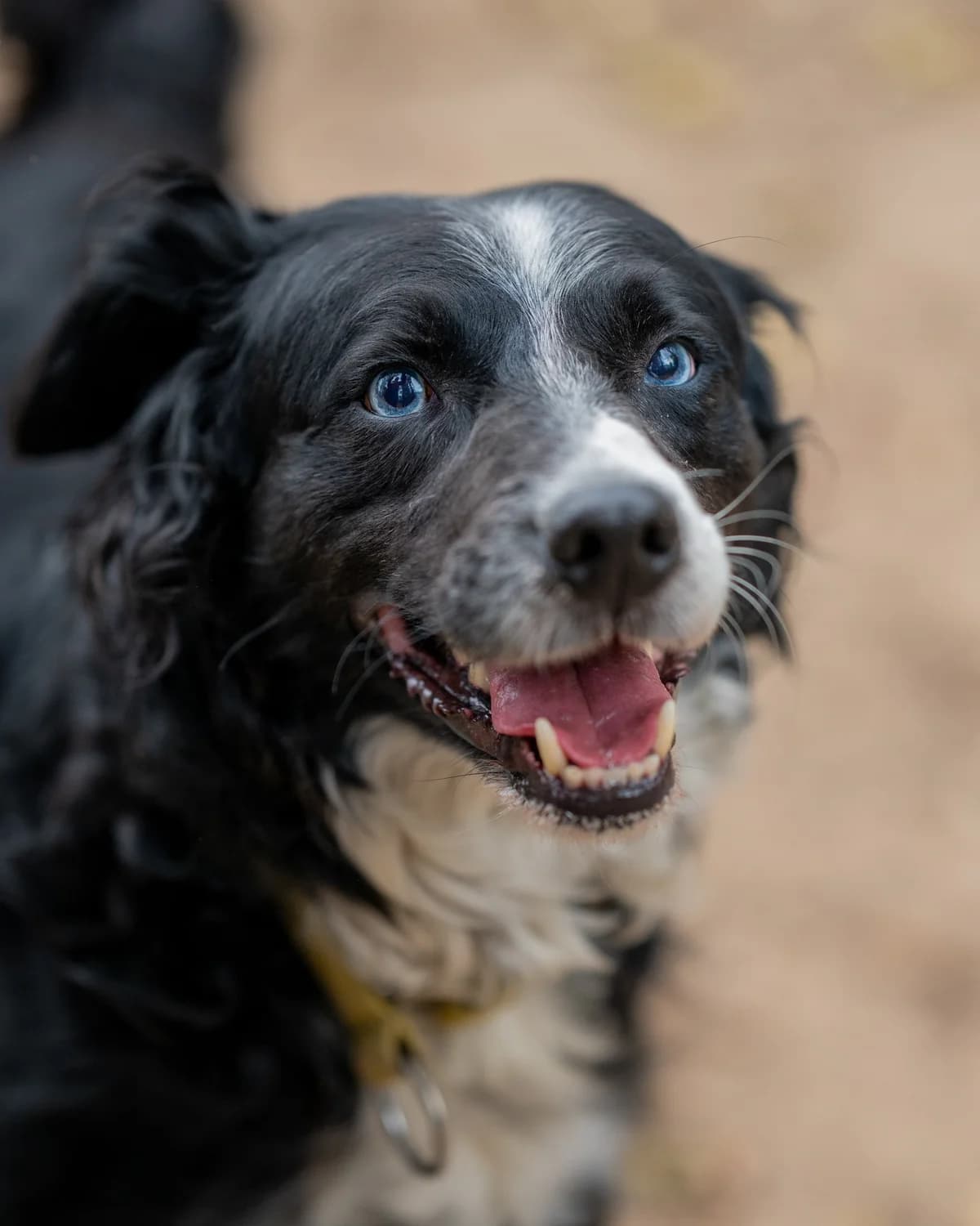 Pepsi, male senior Border Collie for adoption at Schronisko Na Paluchu, Warsaw