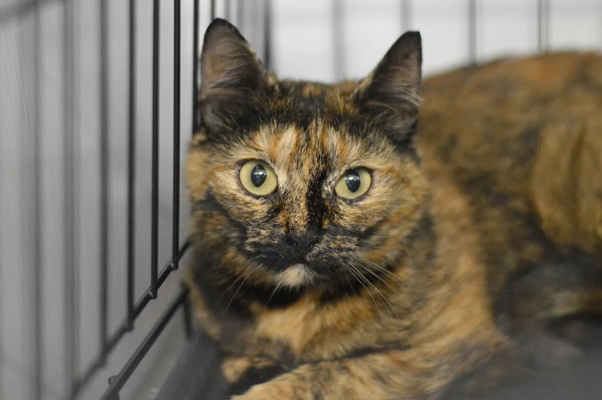 Zonia, female 3yo mixed breed for adoption at Schronisko Na Paluchu, Warsaw