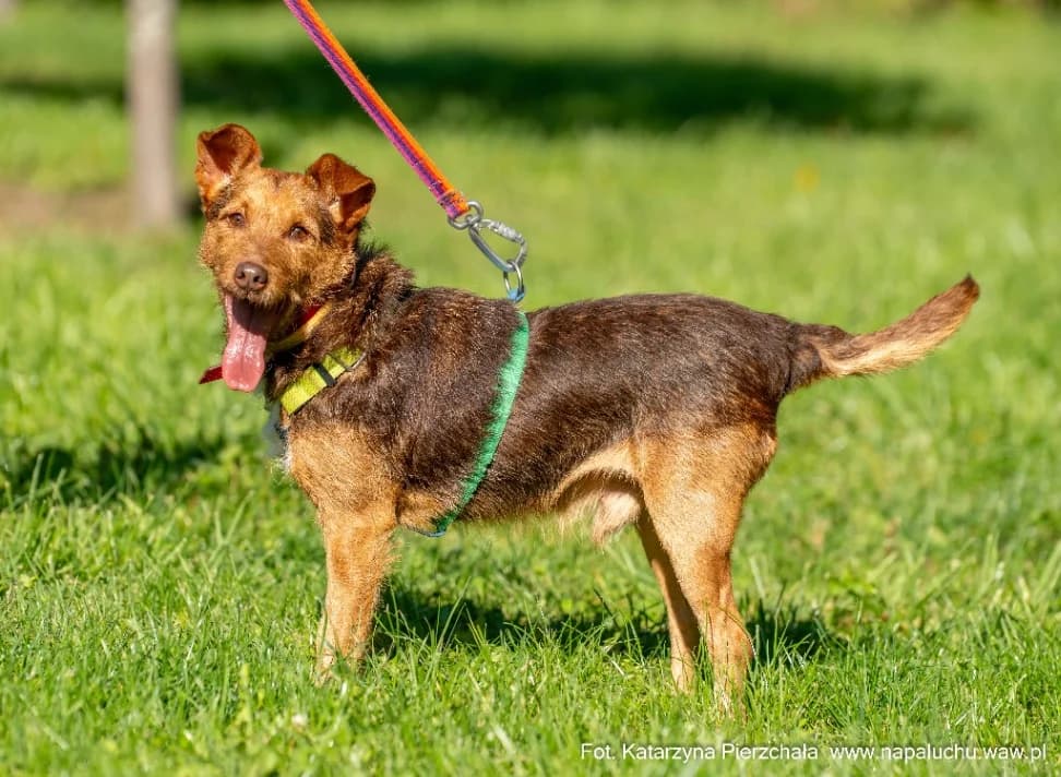 Maniek, male senior mixed breed for adoption at Schronisko Na Paluchu, Warsaw