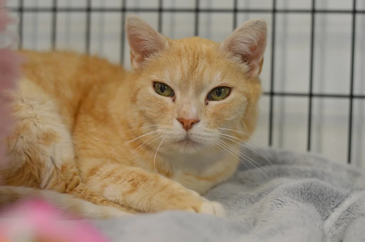 Jaspis, male 6yo mixed breed for adoption at Schronisko Na Paluchu, Warsaw