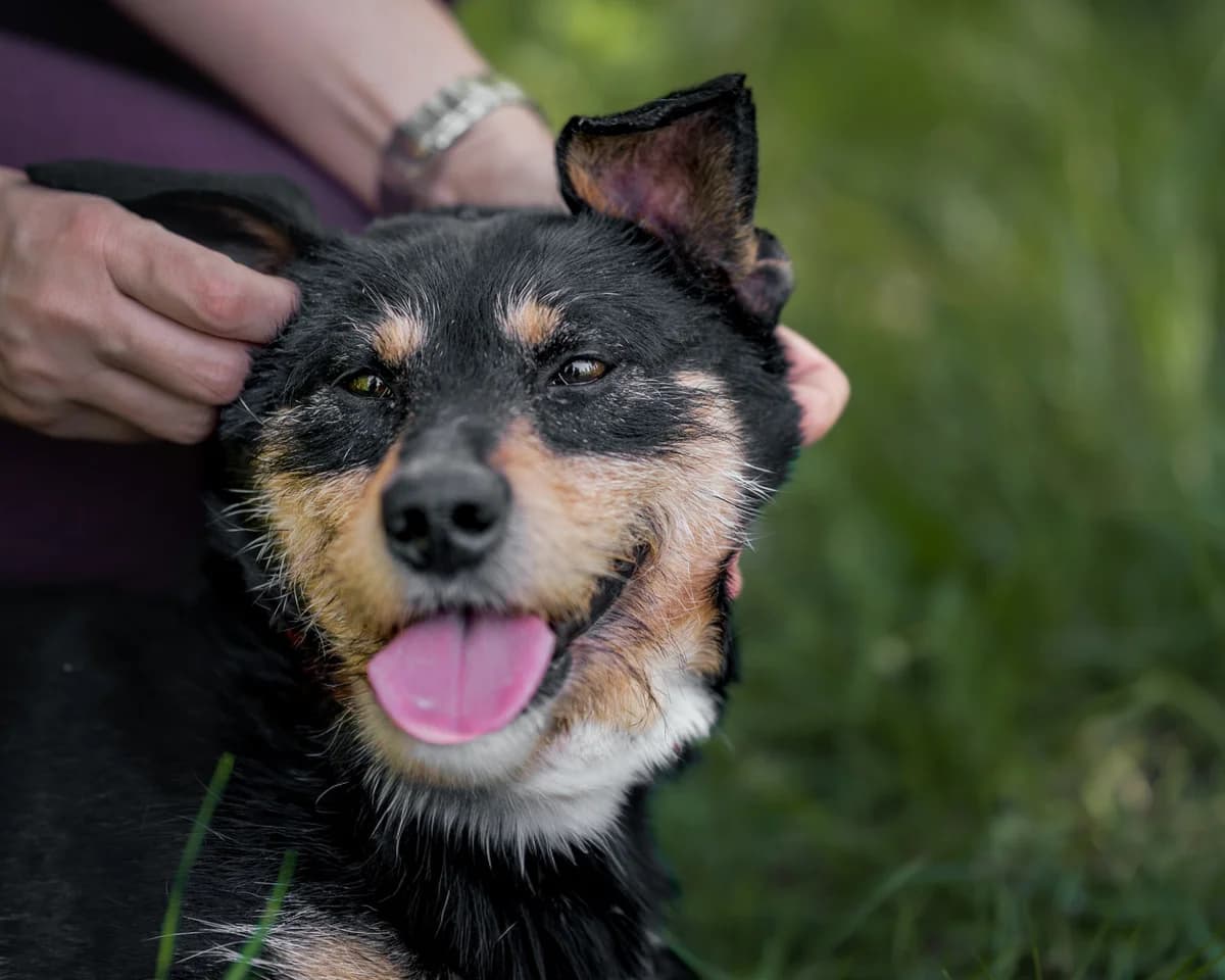 Lizak, male young mixed breed for adoption at Schronisko Na Paluchu, Warsaw