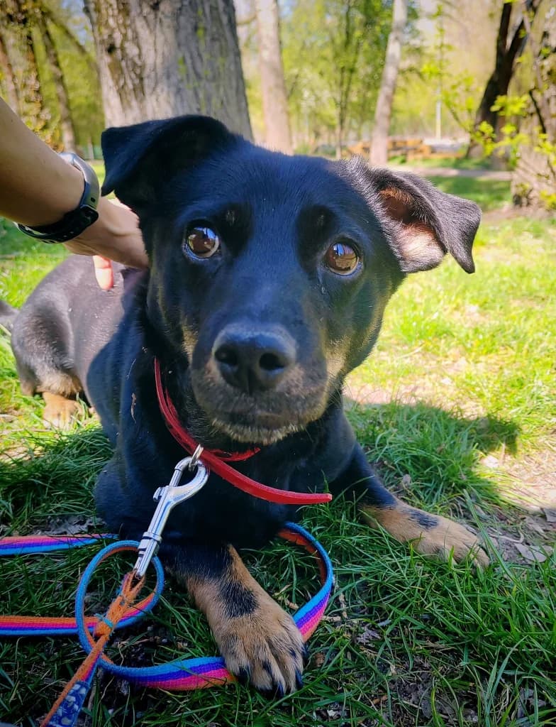 Rybka, female 4yo mixed breed for adoption at Schronisko Na Paluchu, Warsaw