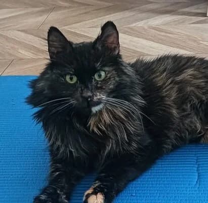 Drunia, female senior mixed breed for adoption at Schronisko Na Paluchu, Warsaw