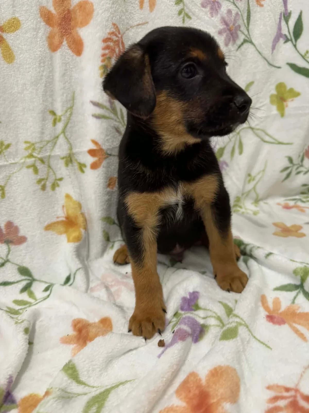 Bratek, male puppy mixed breed for adoption at Schronisko Na Paluchu, Warsaw