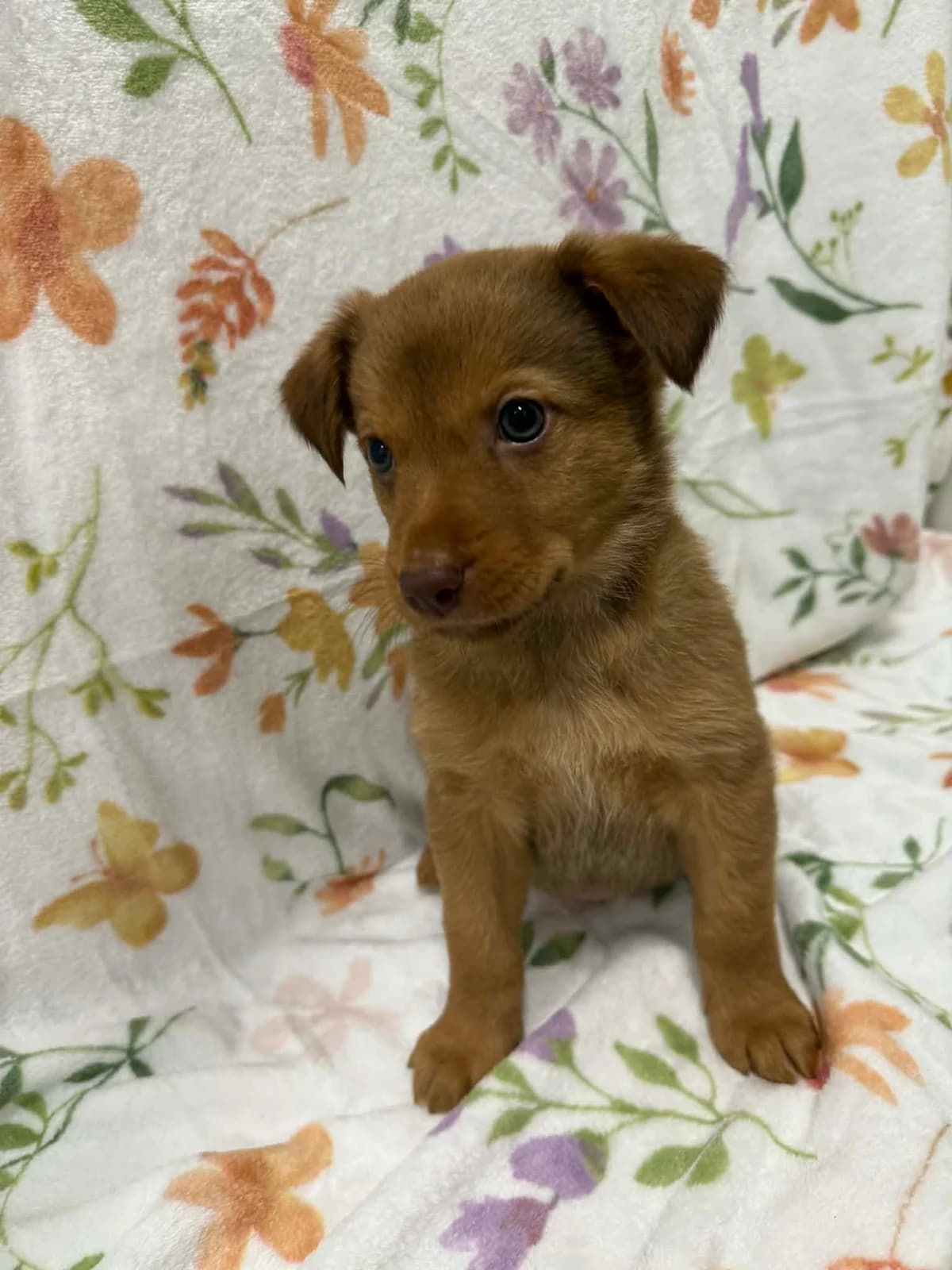 Hiacynt, male puppy mixed breed for adoption at Schronisko Na Paluchu, Warsaw