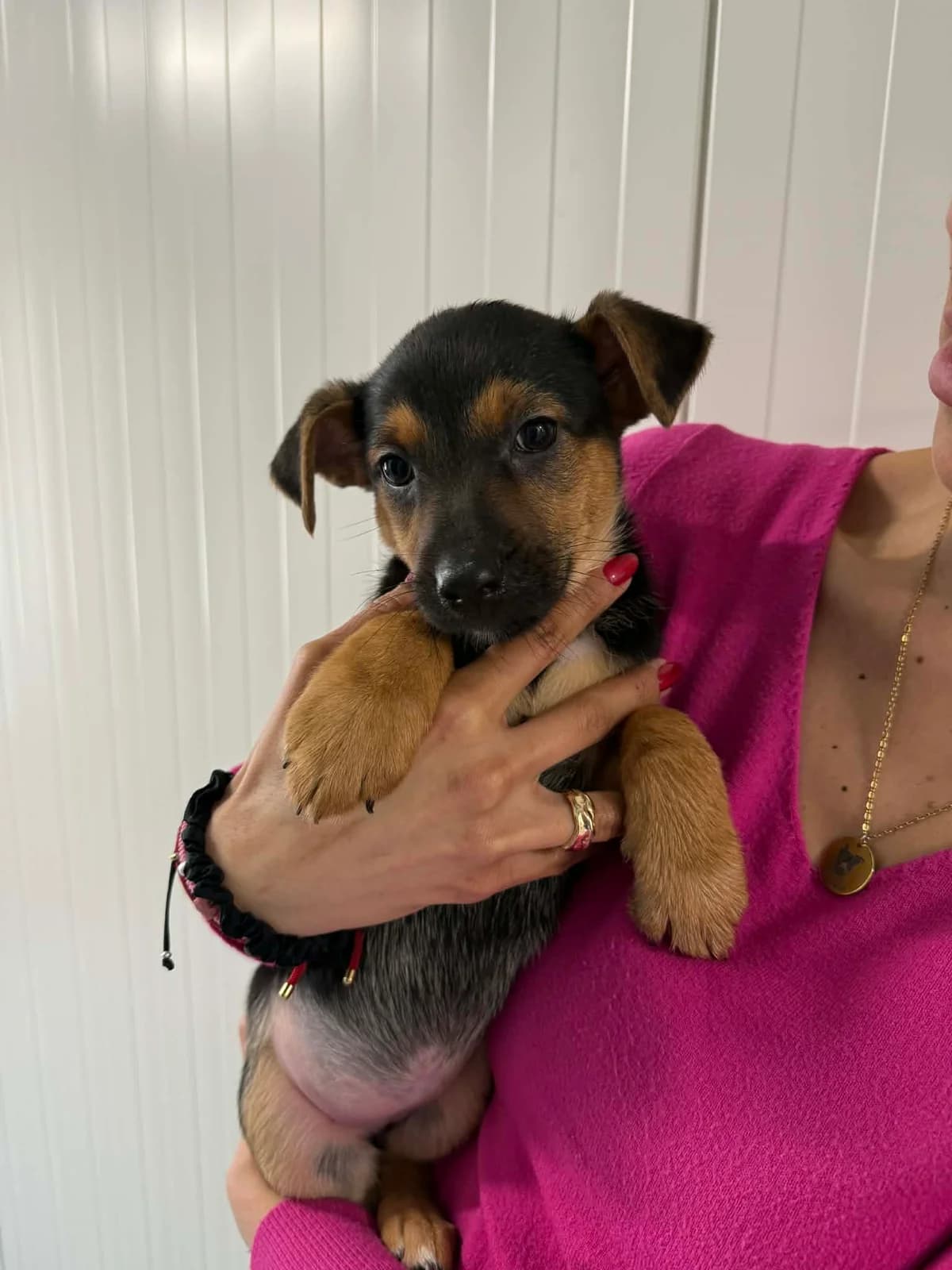 Piwonia, female puppy mixed breed for adoption at Schronisko Na Paluchu, Warsaw