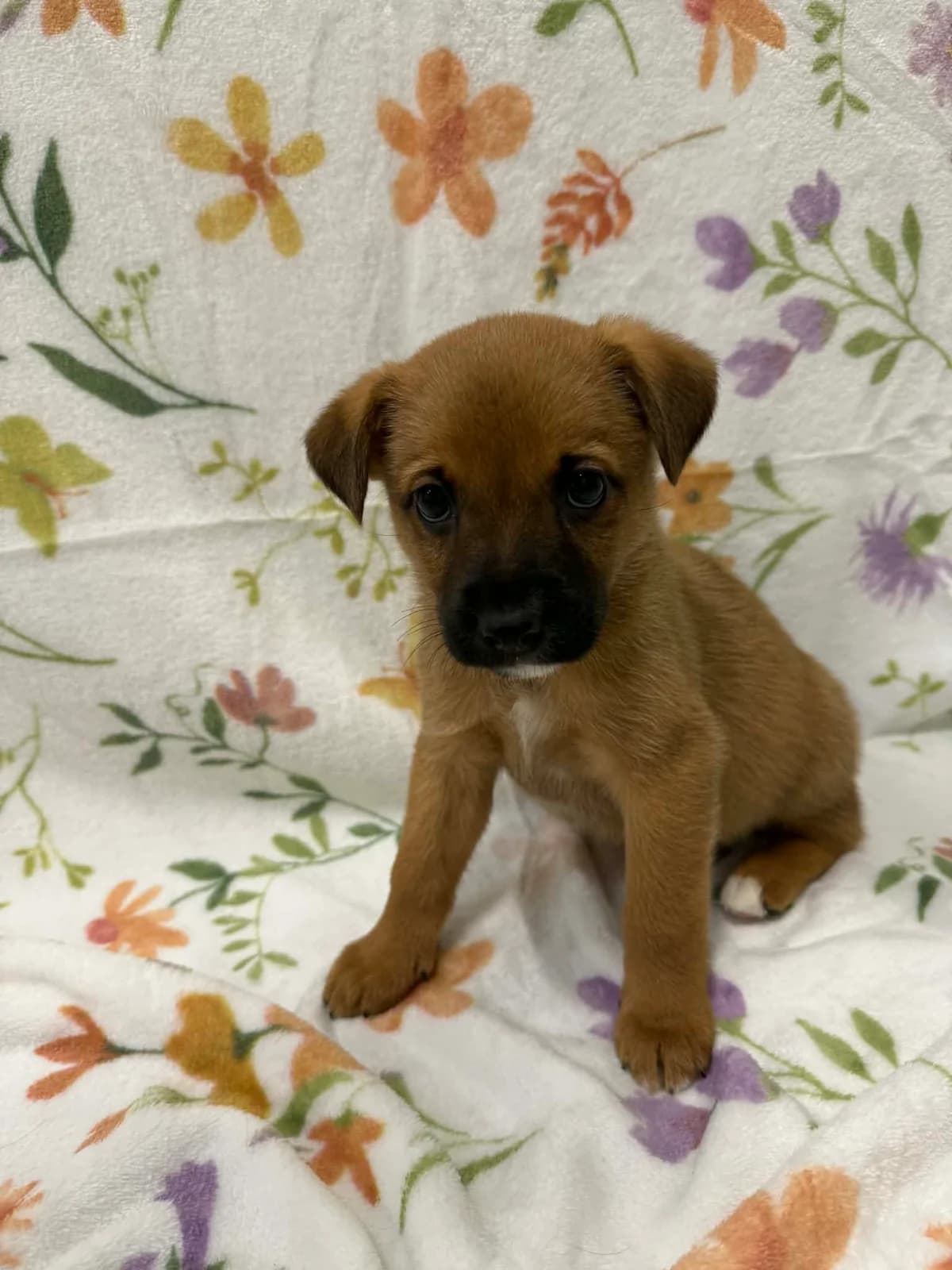 Konwalia, female puppy mixed breed for adoption at Schronisko Na Paluchu, Warsaw
