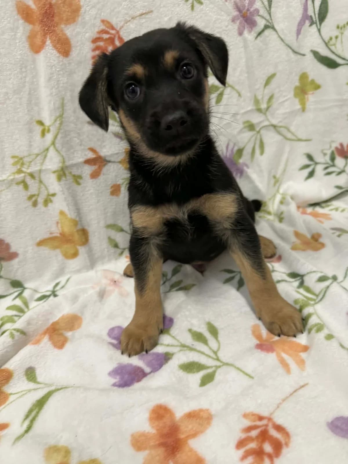 Krokus, male puppy mixed breed for adoption at Schronisko Na Paluchu, Warsaw