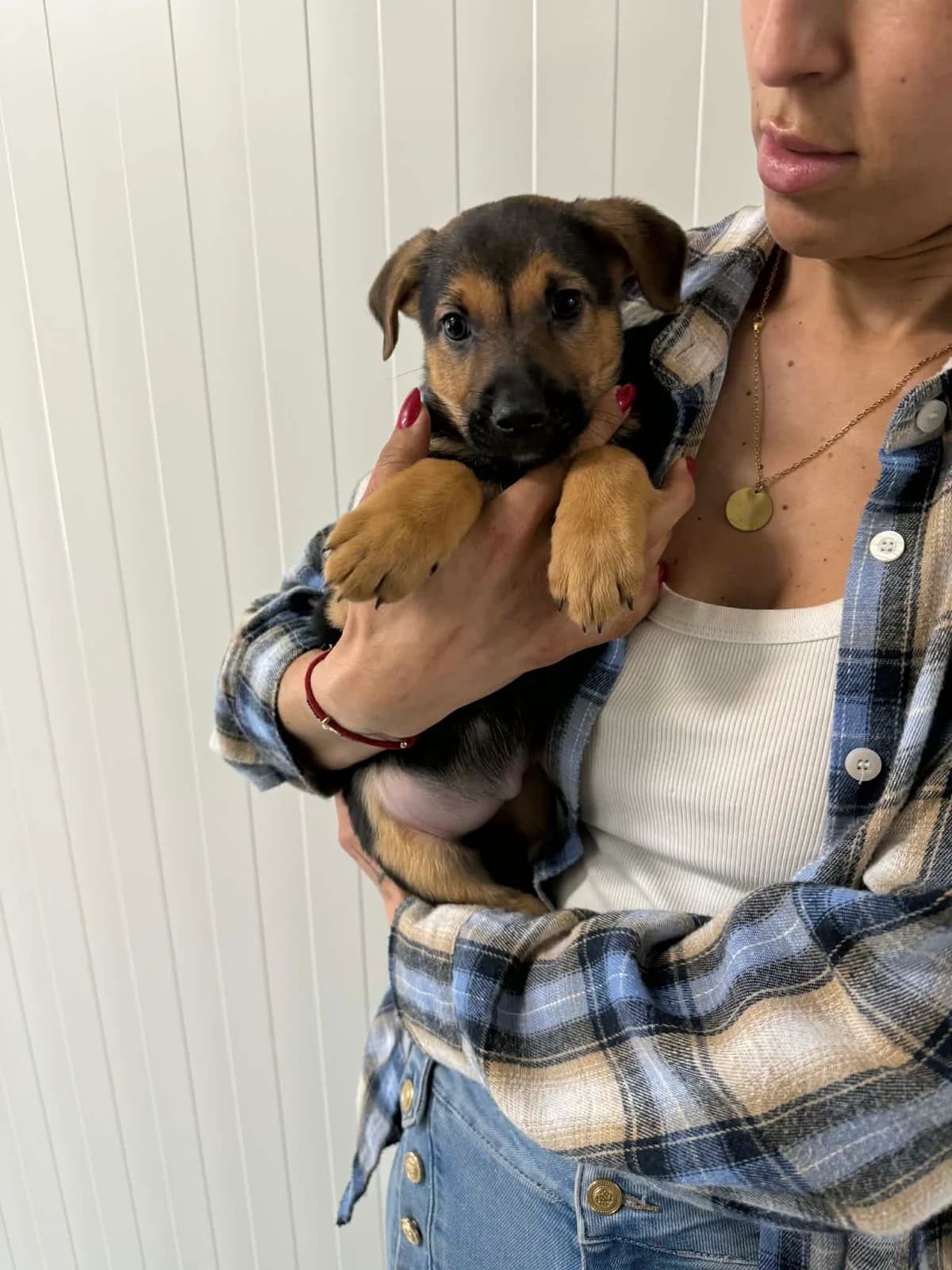 Magnolia, female puppy mixed breed for adoption at Schronisko Na Paluchu, Warsaw