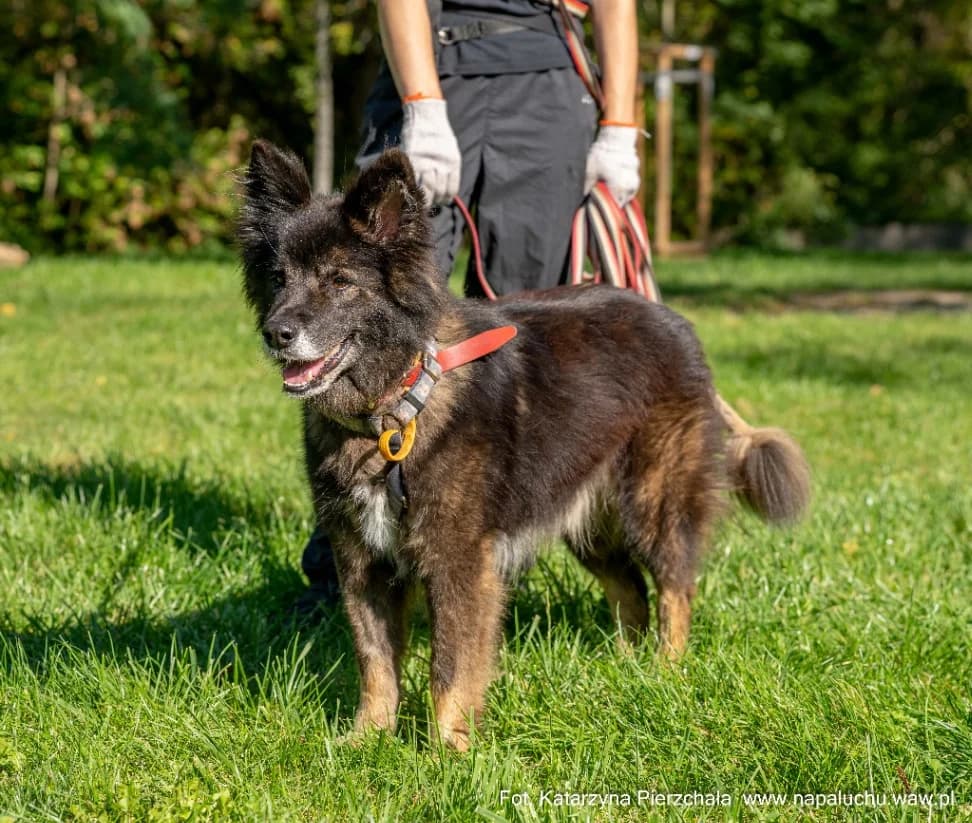Bono, male senior mixed breed for adoption at Schronisko Na Paluchu, Warsaw
