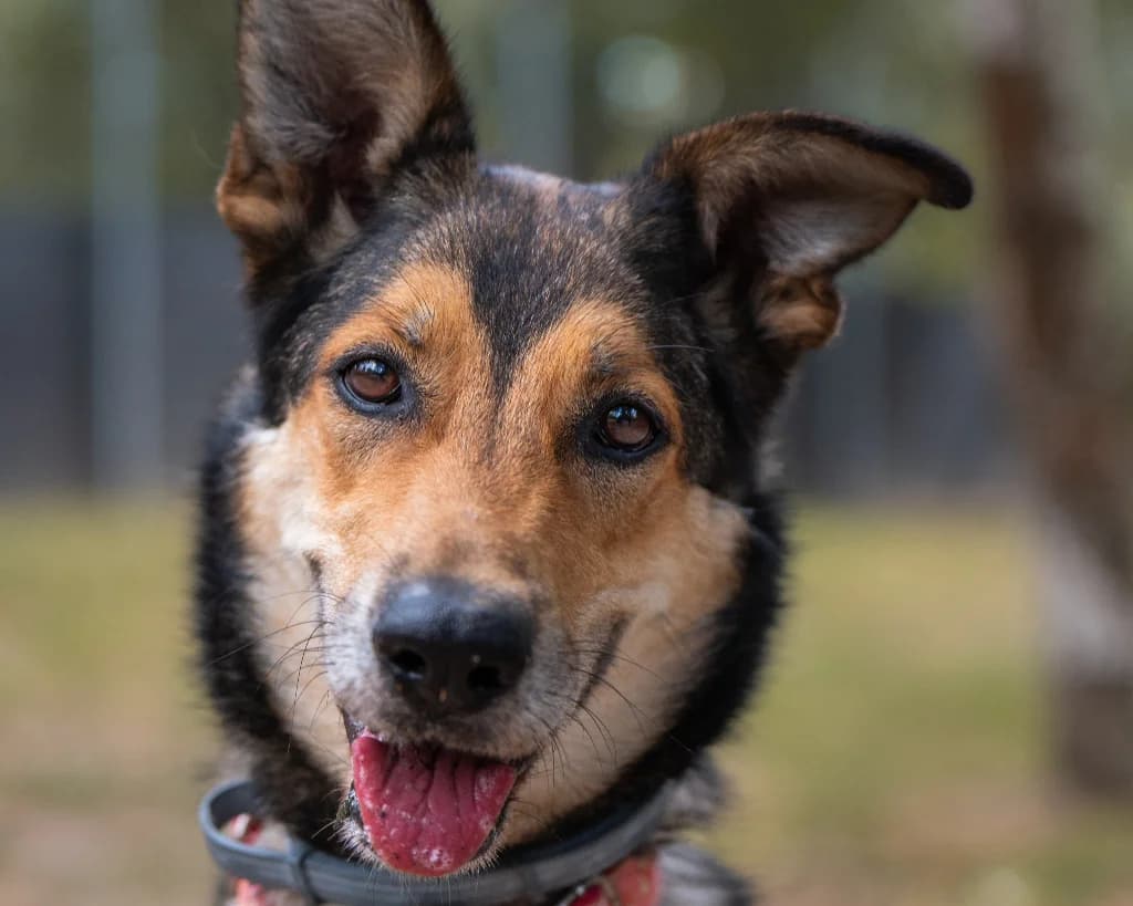 Luna, female senior mixed breed for adoption at Schronisko Na Paluchu, Warsaw