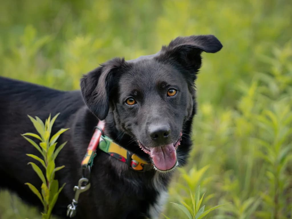 Grodek, male young mixed breed for adoption at Schronisko Na Paluchu, Warsaw