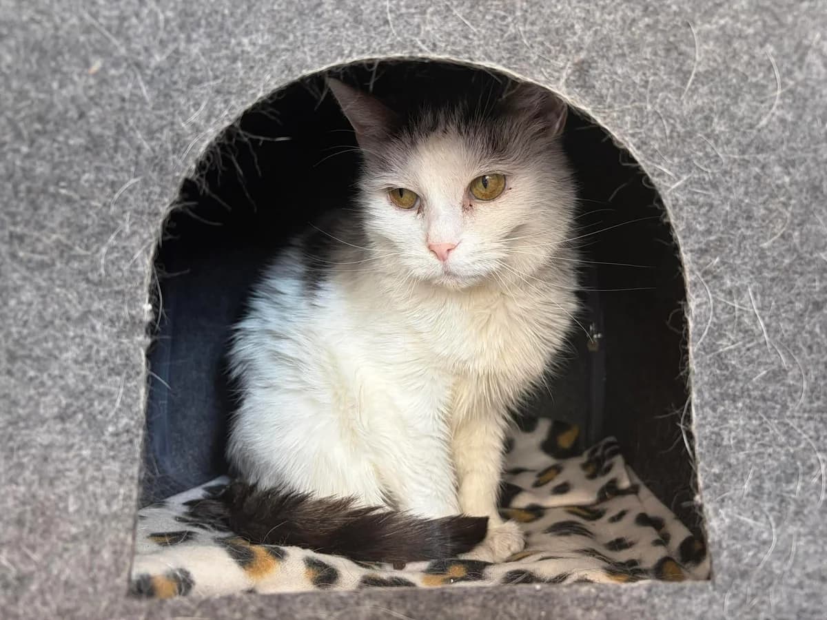 Jokka, female senior mixed breed for adoption at Schronisko Na Paluchu, Warsaw