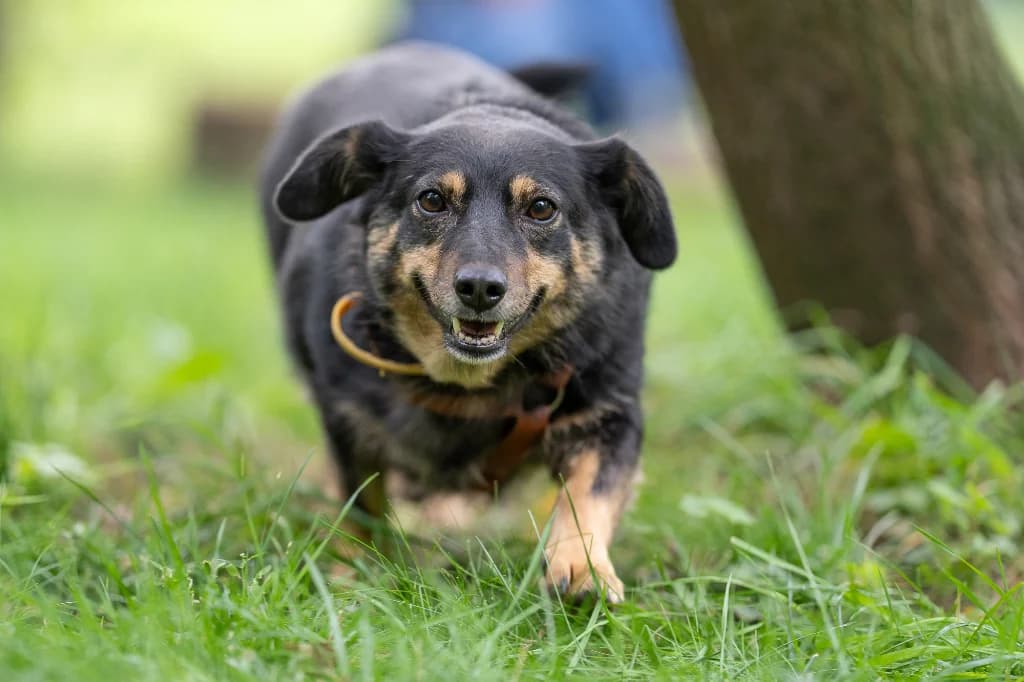 Nuta, female 4yo mixed breed for adoption at Schronisko Na Paluchu, Warsaw