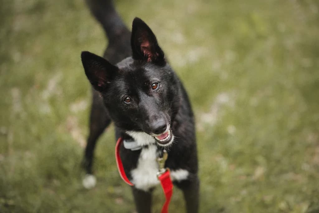Ava, female young mixed breed for adoption at Schronisko Na Paluchu, Warsaw