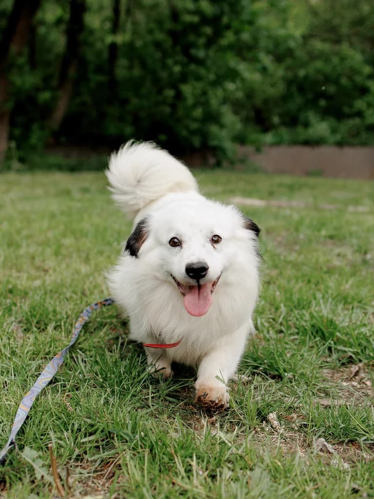 Mango, male 7yo mixed breed for adoption at Schronisko Na Paluchu, Warsaw