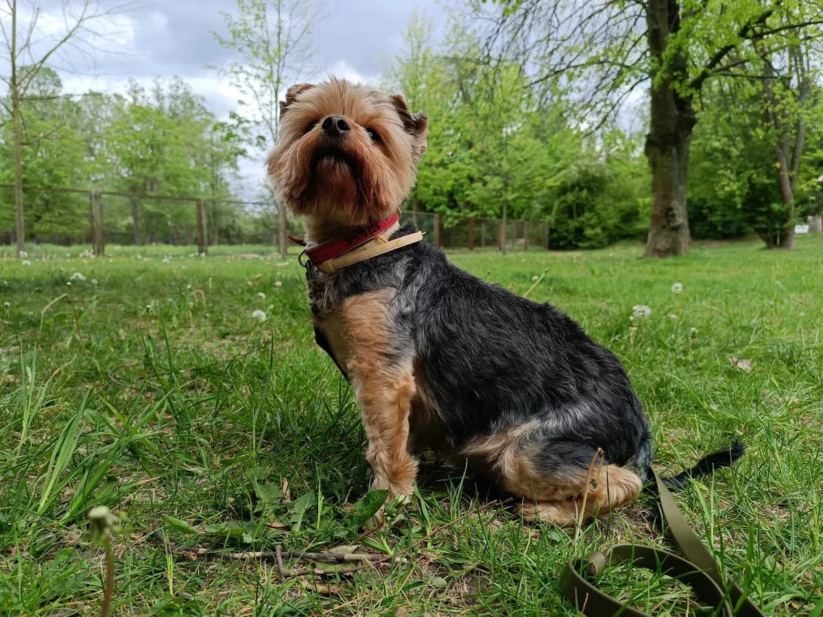 Bambi, female 5yo Yorkshire Terrier for adoption at Schronisko Na Paluchu, Warsaw