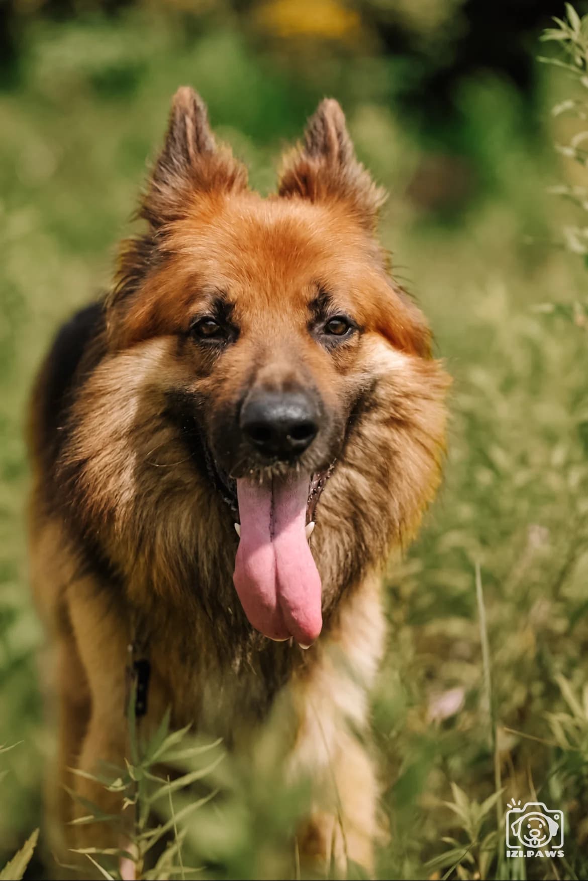 Kinko, male 5yo mixed breed for adoption at Schronisko Na Paluchu, Warsaw