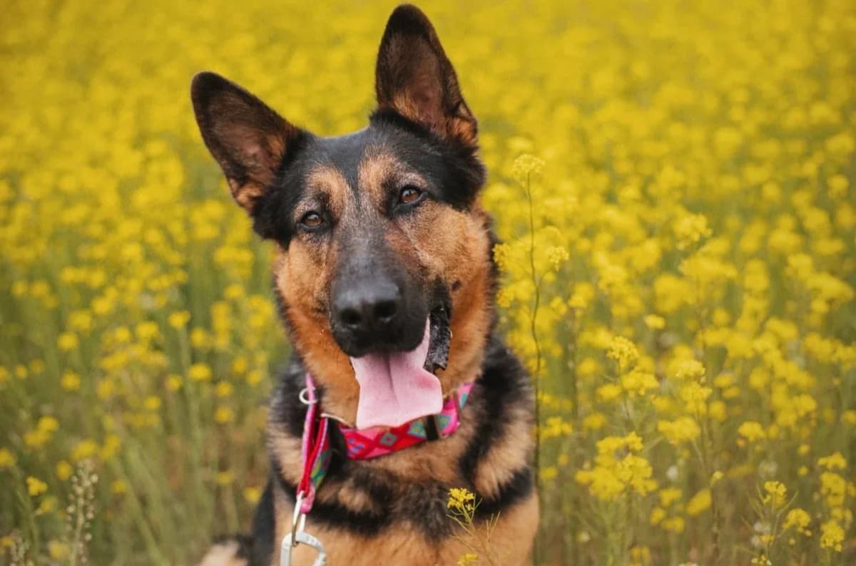 Kira, female 3yo mixed breed for adoption at Schronisko Na Paluchu, Warsaw