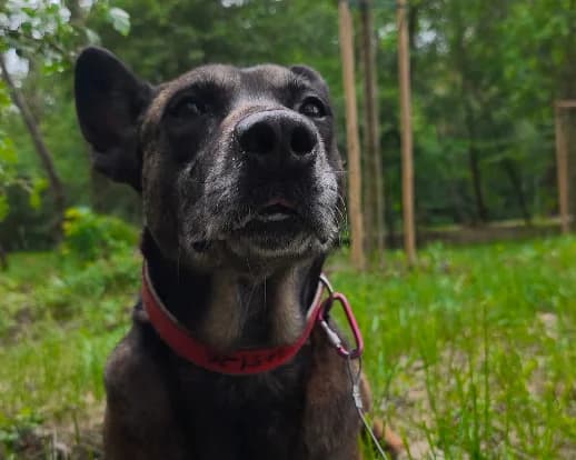 Kora, female 7yo mixed breed for adoption at Schronisko Na Paluchu, Warsaw