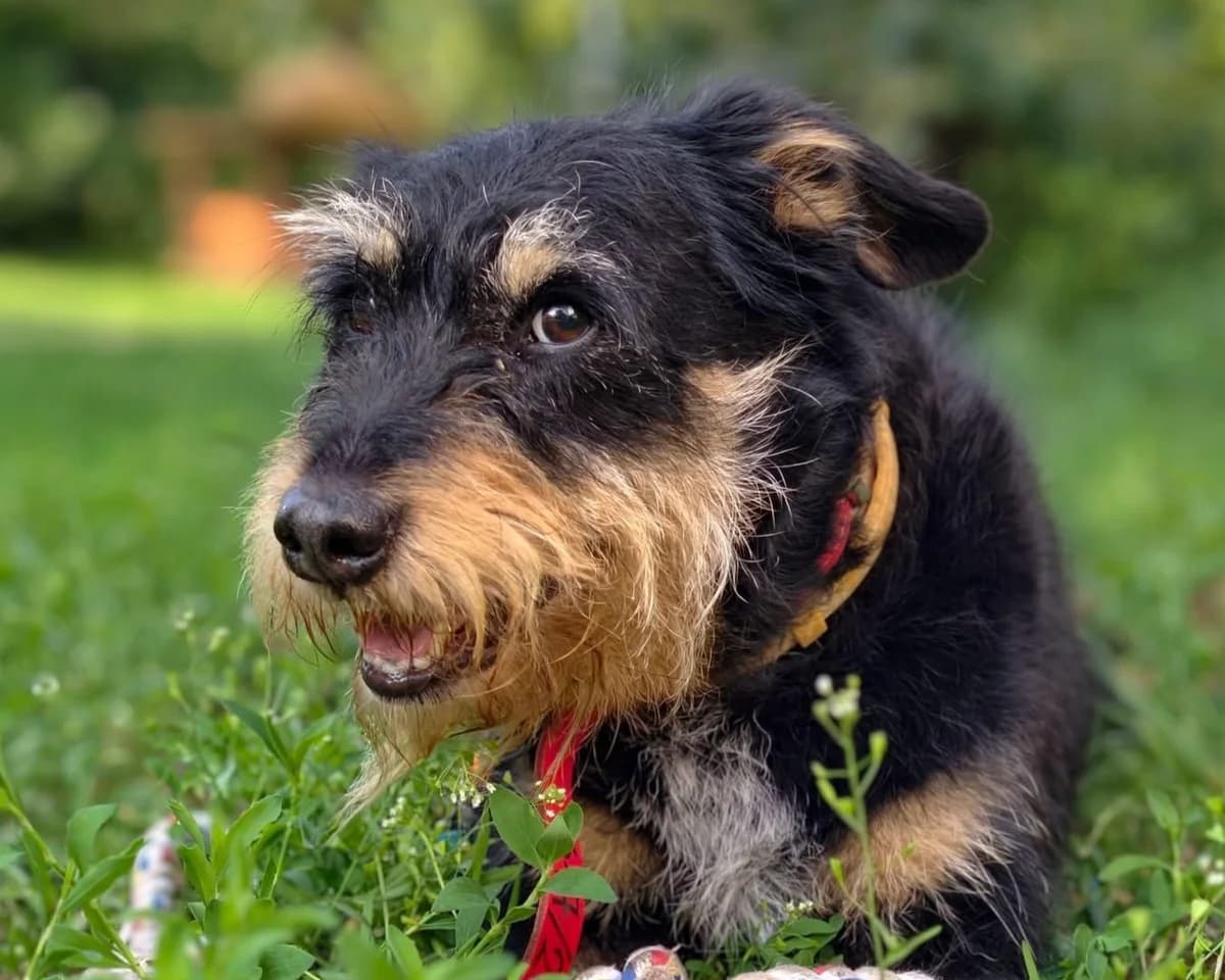 Figo, male 5yo mixed breed for adoption at Schronisko Na Paluchu, Warsaw