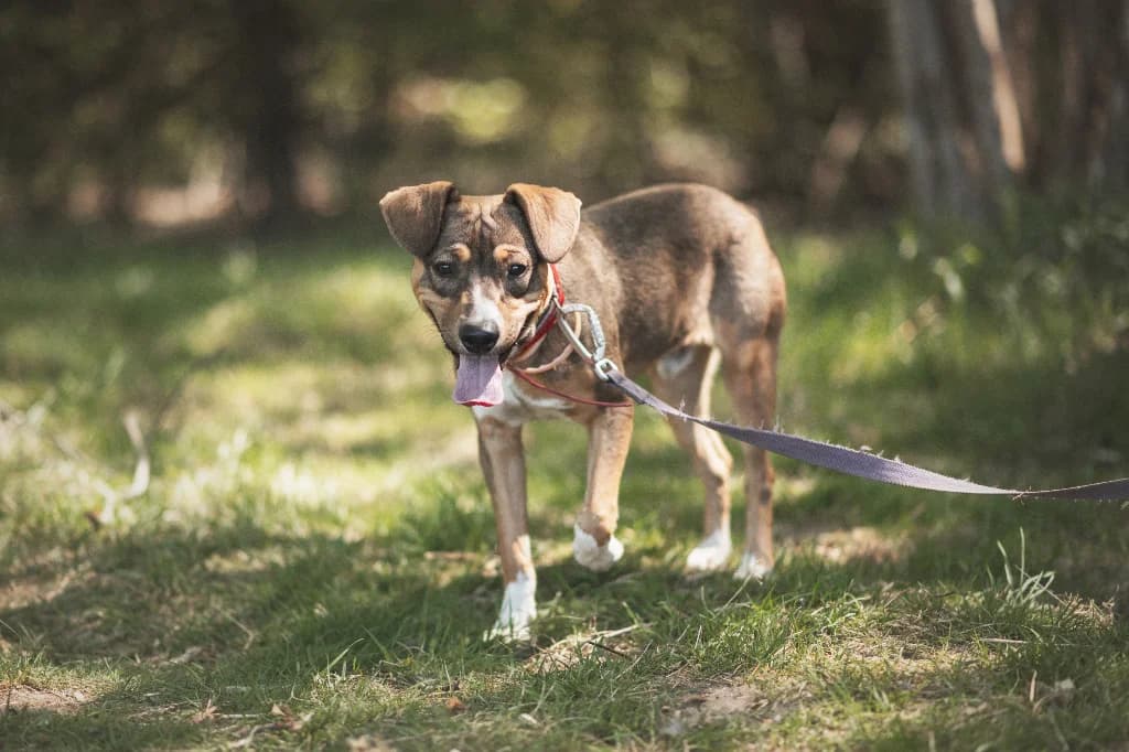 Nugat, male young mixed breed for adoption at Schronisko Na Paluchu, Warsaw