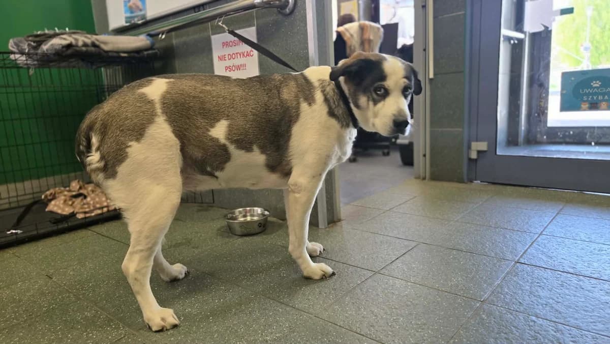Mukka, female 4yo mixed breed for adoption at Schronisko Na Paluchu, Warsaw