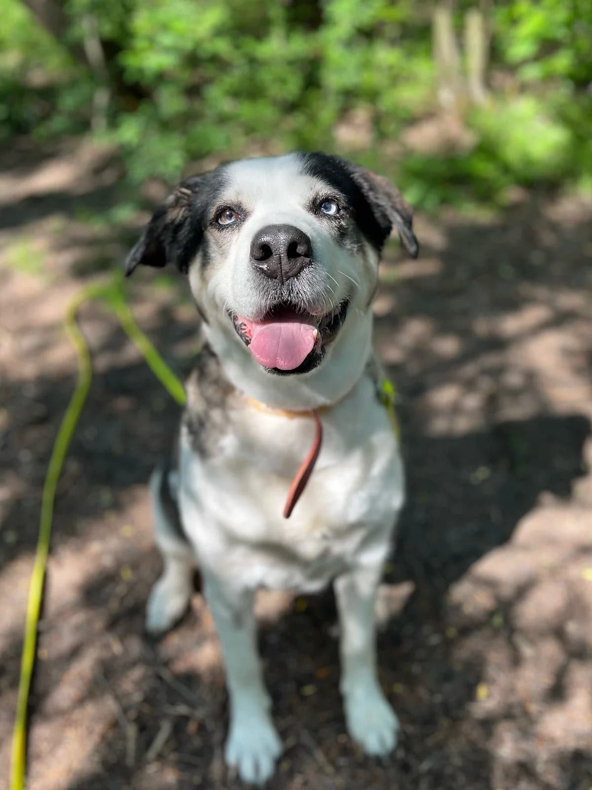 Mukka, female 4yo mixed breed for adoption at Schronisko Na Paluchu, Warsaw