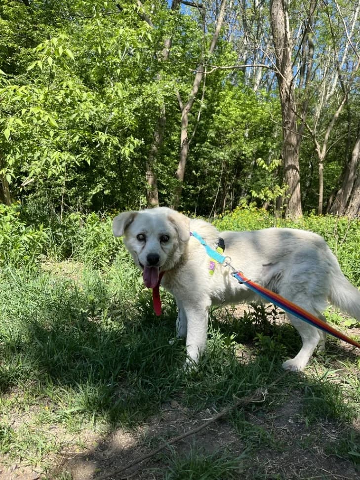 Polar, male senior mixed breed for adoption at Schronisko Na Paluchu, Warsaw