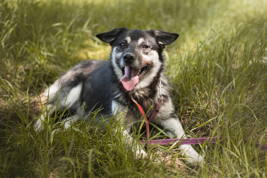 Dropsik, male young mixed breed for adoption at Schronisko Na Paluchu, Warsaw