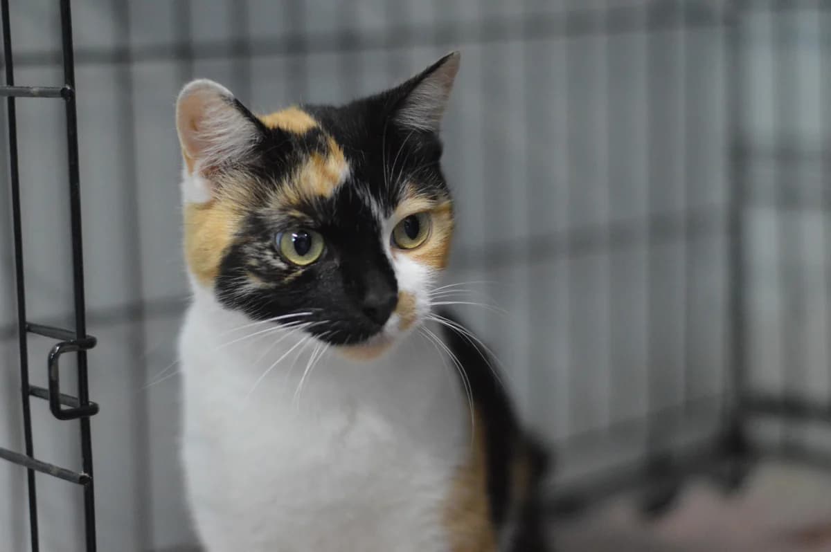 Mozaika, female young mixed breed for adoption at Schronisko Na Paluchu, Warsaw