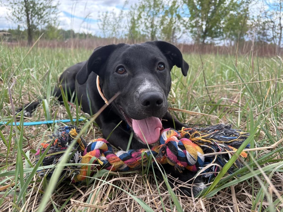 Nera, female young mixed breed for adoption at Schronisko Na Paluchu, Warsaw