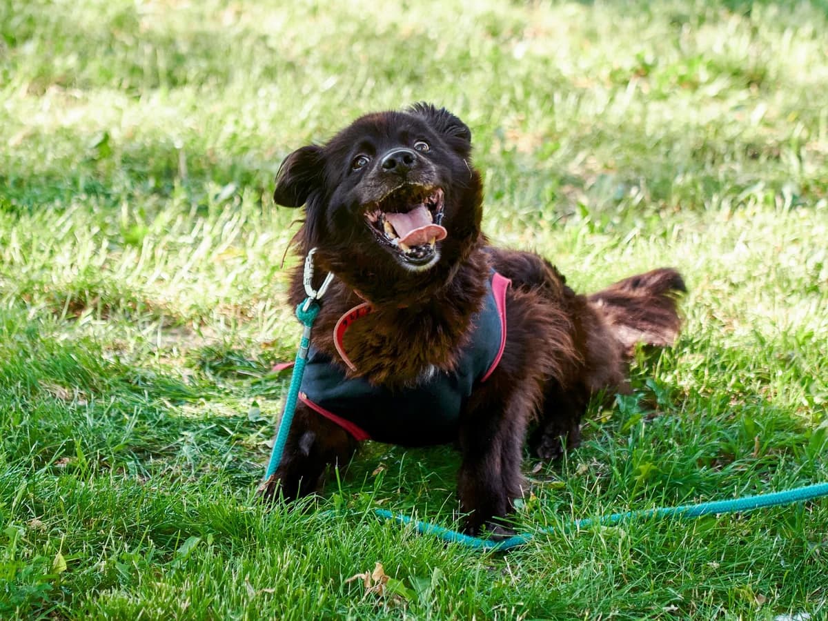 Roma, female senior mixed breed for adoption at Schronisko Na Paluchu, Warsaw