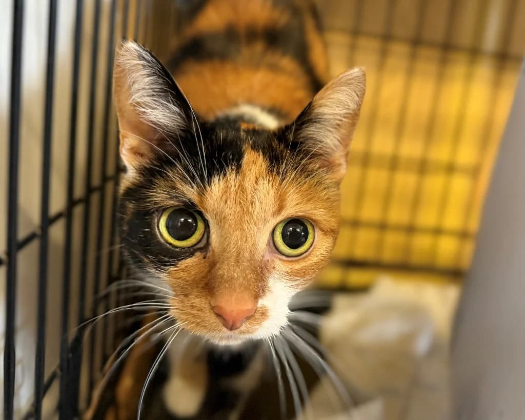 Manami, female 3yo mixed breed for adoption at Schronisko Na Paluchu, Warsaw
