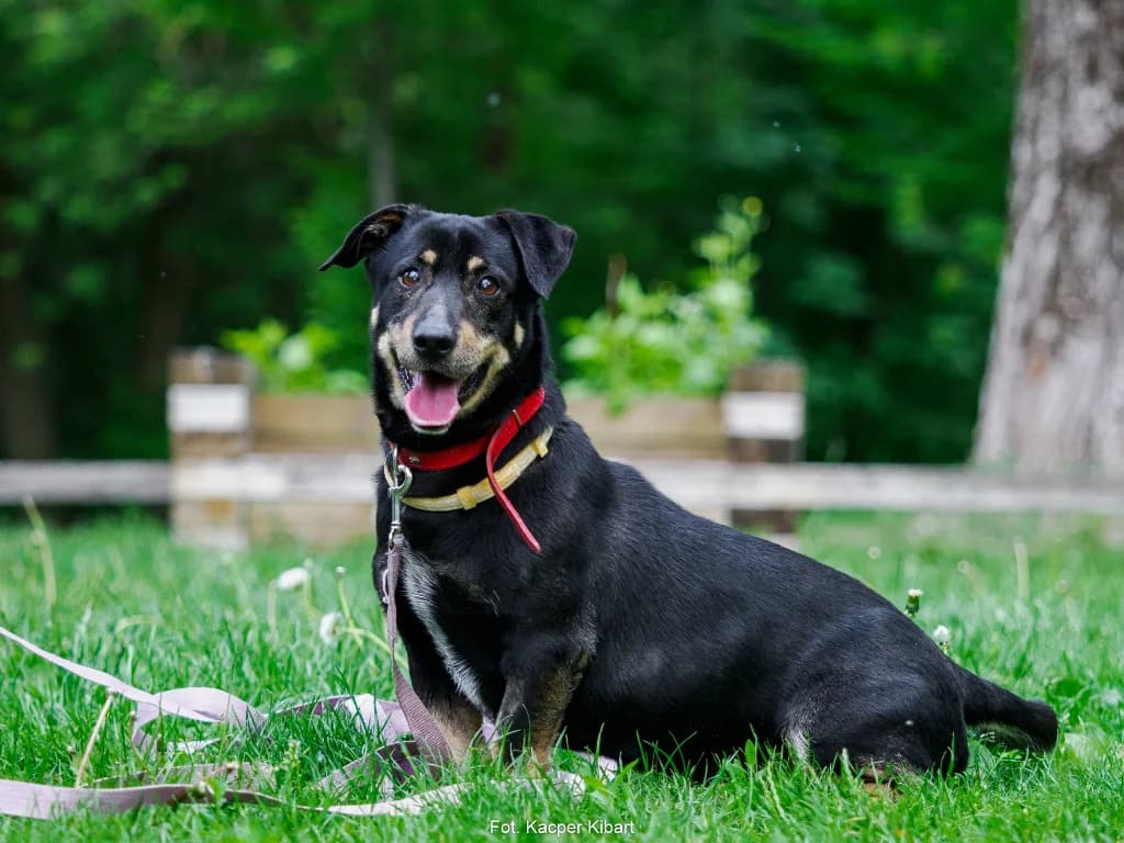 Czapi, male 7yo mixed breed for adoption at Schronisko Na Paluchu, Warsaw