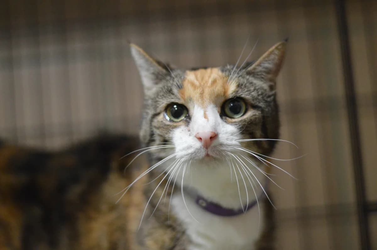 Hanako, female 6yo mixed breed for adoption at Schronisko Na Paluchu, Warsaw