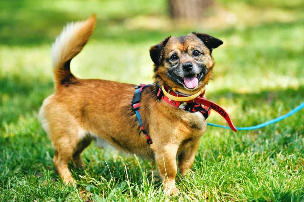 Klopsik, male young mixed breed for adoption at Schronisko Na Paluchu, Warsaw