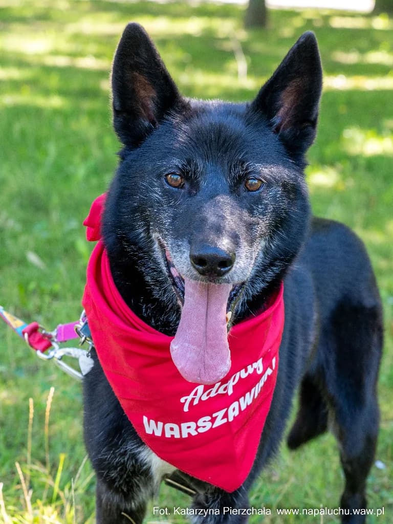 Porto, male senior mixed breed for adoption at Schronisko Na Paluchu, Warsaw