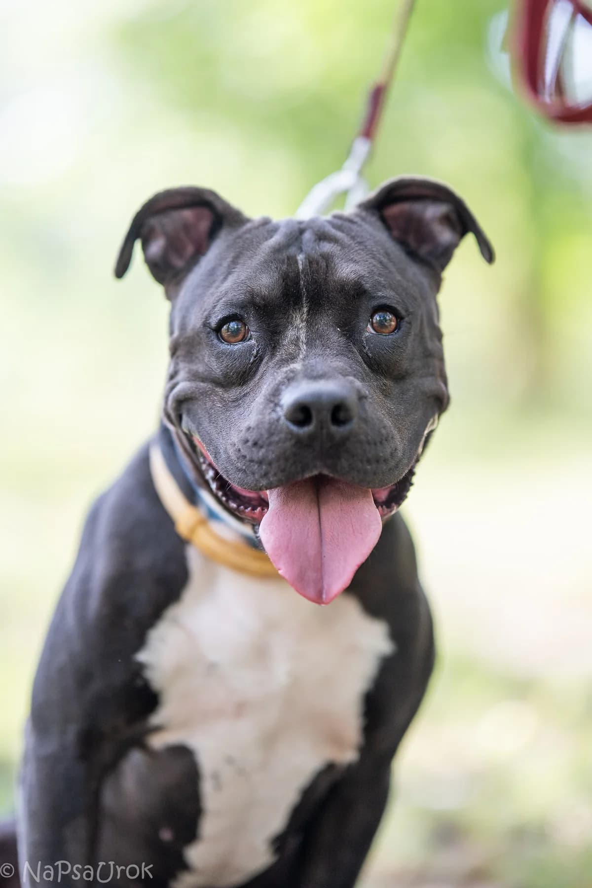 Bolt, male 4yo mixed breed for adoption at Schronisko Na Paluchu, Warsaw