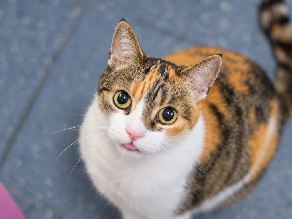 Morrigan, female senior mixed breed for adoption at Schronisko Na Paluchu, Warsaw