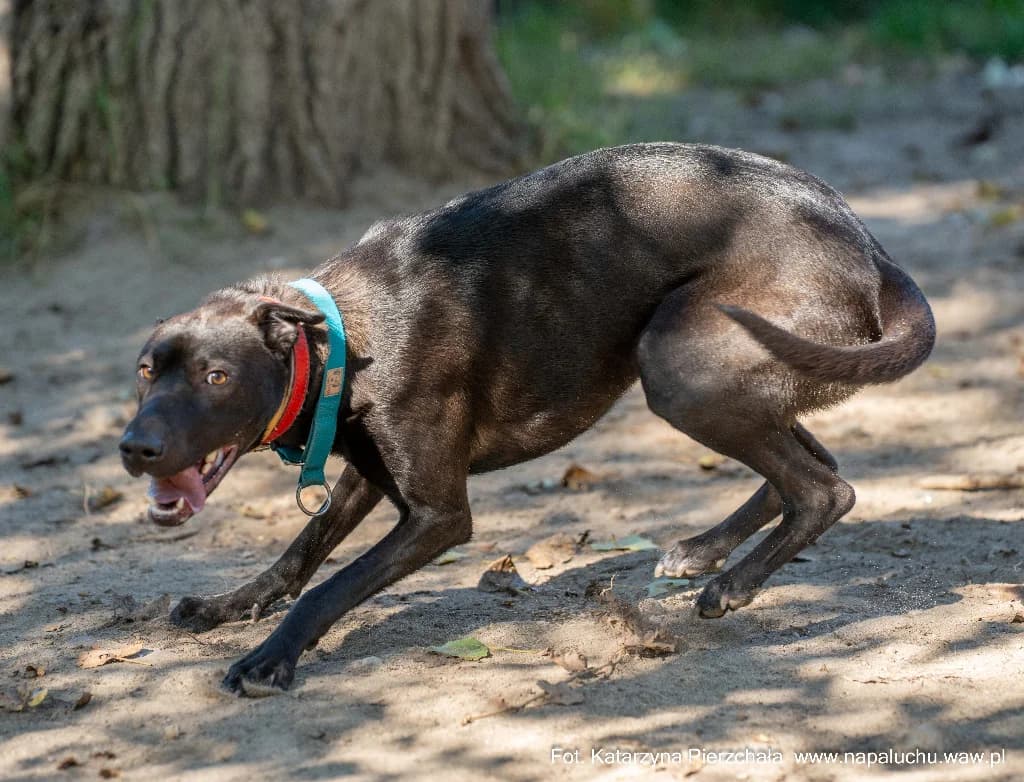 Akila, female young mixed breed for adoption at Schronisko Na Paluchu, Warsaw