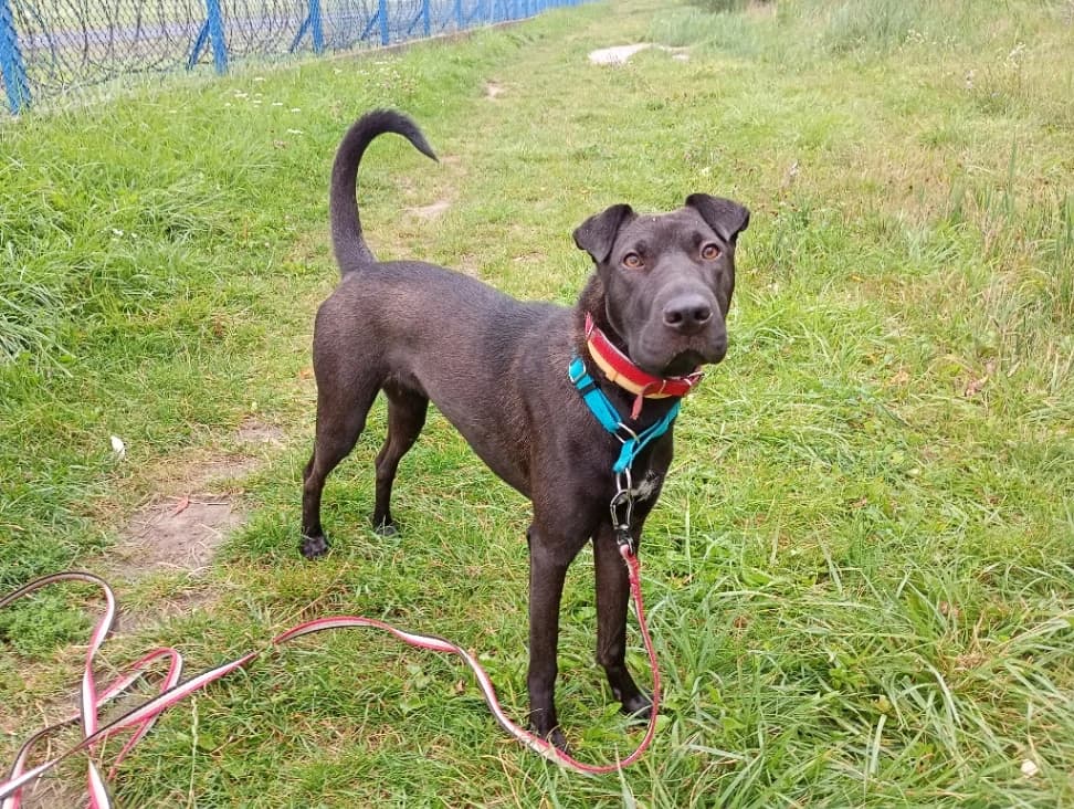 Akila, female young mixed breed for adoption at Schronisko Na Paluchu, Warsaw